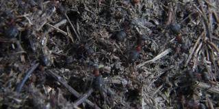 森林里有一群红蚂蚁的蚁丘。