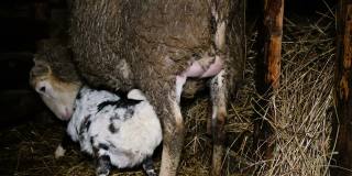 小羊从羊的乳房里吸奶，挣扎着要乳房，4k