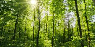 美丽的绿色森林伴随着灿烂的阳光