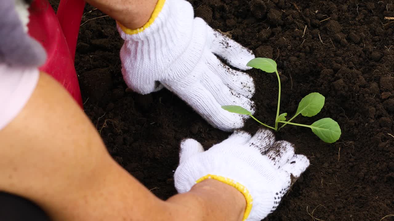 一个女人戴着手套在地里种白菜苗的特写，