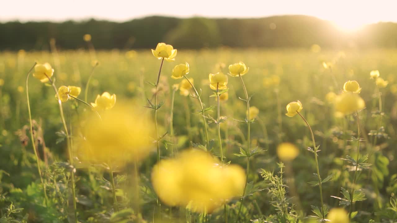 夏日的阳光照亮了一片繁花似锦的田野。一望无际的花香田野美景。蜜蜂。黄花田