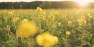 夏日的阳光照亮了一片繁花似锦的田野。一望无际的花香田野美景。蜜蜂。黄花田