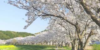 在阳光明媚的日子里，成排盛开的樱花树和幸福快乐的家庭
