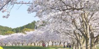 在阳光明媚的日子里，成排盛开的樱花树和幸福快乐的家庭