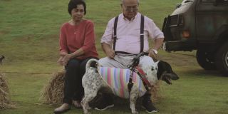 亚洲老夫妇和狗在假期