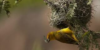 织布鸟从巢里飞出来的慢动作