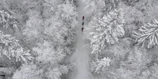 3人在美丽的雪林里行走，鸟瞰冬天。一家人背着背包徒步穿越寒冷的树林
