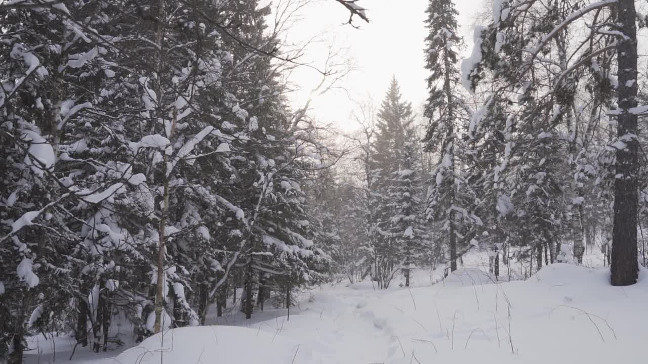 在冬天下雪的时候在森林里徒步旅行