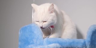 一个可爱的白猫的肖像特写在一个蓝色的抓挠柱的背景。