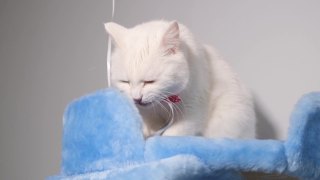 一个可爱的白猫的肖像特写在一个蓝色的抓挠柱的背景。视频素材模板下载