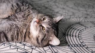 一个可爱有趣的灰色虎斑猫的肖像躺在地板上。视频素材模板下载