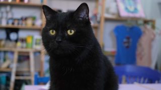 一个残忍的胖黑猫的肖像，特写。视频素材模板下载
