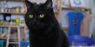 一个残忍的胖黑猫的肖像，特写。
