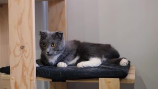 一个可爱有趣的灰色折叠猫在宠物屋的肖像视频素材模板下载