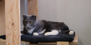 一个可爱有趣的灰色折叠猫在宠物屋的肖像