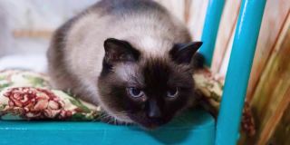 一只可爱的蓝眼睛暹罗猫的肖像