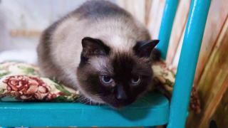 一只可爱的蓝眼睛暹罗猫的肖像视频素材模板下载