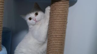 一个可爱的白猫的特写肖像。视频素材模板下载