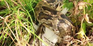 一个大斑点蟒蛇在草丛中的特写镜头，吞食它的猎物