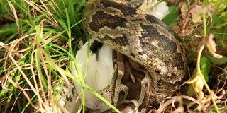 一个大斑点蟒蛇在草丛中的特写镜头，吞食它的猎物
