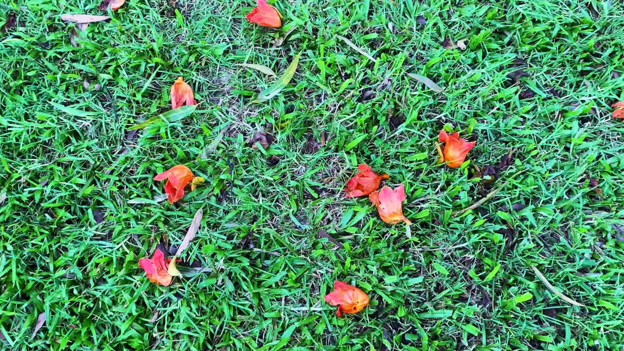 赤脚走在非洲郁金香花的草地上