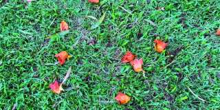赤脚走在非洲郁金香花的草地上