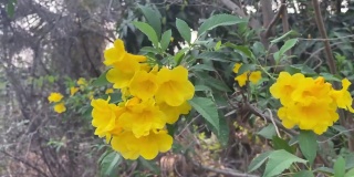 在自然花园里的黄色Tecoma stans花