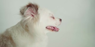 美丽的白色喷雾器与蓝色眼睛在白色背景上的肖像。靠近可爱的狗看向别处和呼吸与她的嘴张开