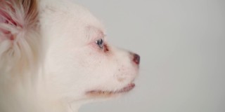 美丽的白色喷雾器与蓝色眼睛在白色背景上的肖像。靠近可爱的狗看向别处和呼吸与她的嘴张开