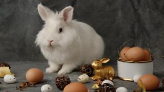 复活节兔子用五彩缤纷的复活节兔子蛋，漂亮的复活节兔子用兔子作为复活节节日的概念。复活节兔子。可爱的复活节兔子和五颜六色的复活节彩蛋。白色复活节兔子兔子。视频素材模板下载