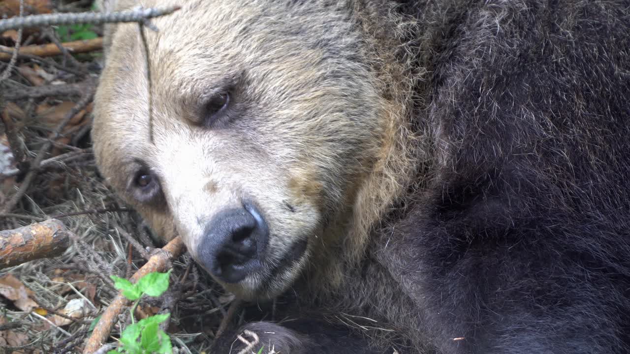 欧亚棕熊(Ursus arctos arctos)在倒下的树枝后面休息，特写