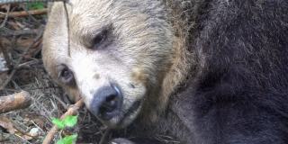 欧亚棕熊(Ursus arctos arctos)在倒下的树枝后面休息，特写