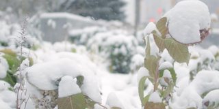 树叶被雪覆盖的特写镜头