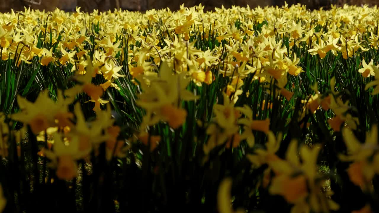 水仙花预示着伦敦的早春