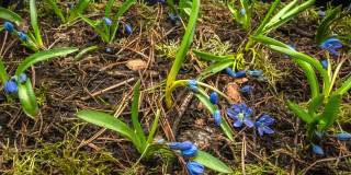 蓝色的雪花莲在春天