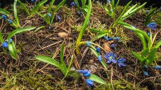 蓝色的雪花莲在春天视频素材模板下载