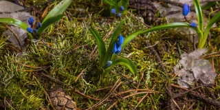 蓝色的雪花莲和雪在春天融化