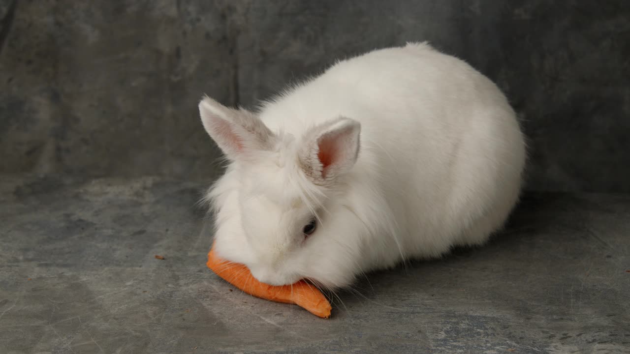复活节兔子用五彩缤纷的复活节兔子蛋，漂亮的复活节兔子用兔子作为复活节节日的概念。复活节兔子。可爱的复活节兔子和五颜六色的复活节彩蛋。白色复活节兔子兔子。