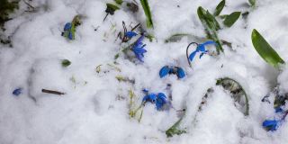 蓝色的雪花莲和雪在春天融化