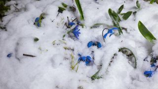 蓝色的雪花莲和雪在春天融化视频素材模板下载