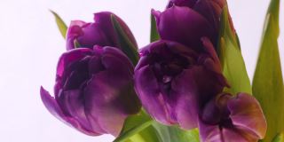 特写:长出大花蕾的郁金香、花朵和绿色花瓣。细节美丽盛开的花束植物在背景。可爱浪漫自然清新芬芳装饰花生长4k