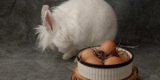 复活节兔子用五彩缤纷的复活节兔子蛋，漂亮的复活节兔子用兔子作为复活节节日的概念。复活节兔子。可爱的复活节兔子和五颜六色的复活节彩蛋。白色复活节兔子兔子。