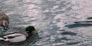 野生水禽。德雷克的特写。雄性绿头鸭潜入水中，用喙在池塘里清洗羽毛。他仰起头，用翅膀摩擦嘴部，在湖里游泳，4k