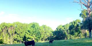 奶牛和小牛在澳大利亚农村