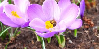 在阳光明媚的春日，野蜜蜂在采集花蜜的同时为花园的花朵授粉