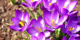 在阳光明媚的春日，野蜜蜂在采集花蜜的同时为花园花朵授粉