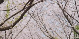 日本东京春天樱花在风中摇曳