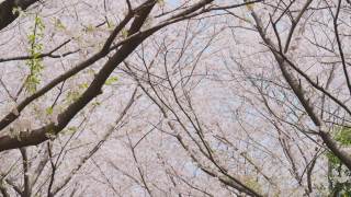 日本东京春天樱花在风中摇曳视频素材模板下载