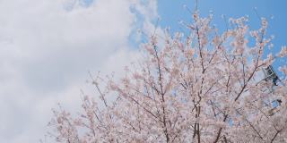 日本东京春天樱花在风中摇曳
