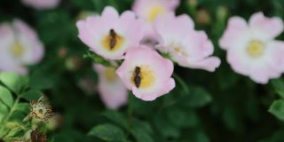 蜜蜂为花园里的花授粉。蜜蜂从花蕾上采集花蜜。蜜蜂从粉红色的野花上采集蜂蜜、花蜜和花粉